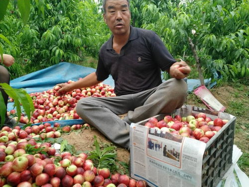 蒜價(jià)跌入谷底，油桃滯銷(xiāo)田間 初級(jí)農(nóng)產(chǎn)品周期性陣痛與菜農(nóng)的出路探索